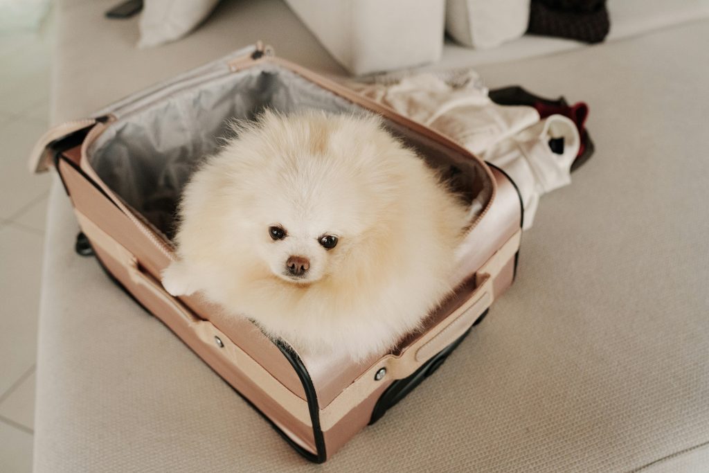 Dog in travel suitcase