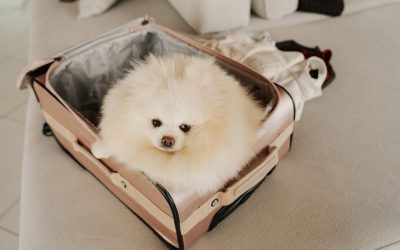 Dog in travel suitcase